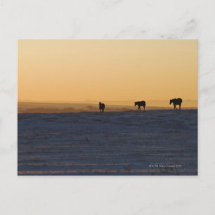 Alberta, Canada Briefkaart