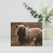 Alberta grizzly beer briefkaart (Staand voorkant)