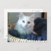 Albi, kat briefkaart (Voorkant / Achterkant)