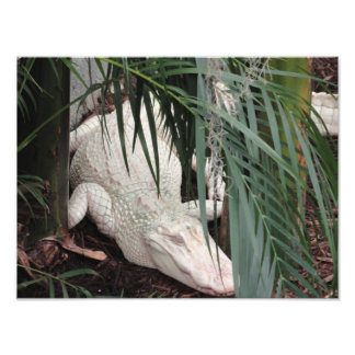 Albino Alligator Foto Afdruk