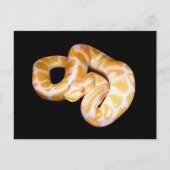 Albino Ball Python Briefkaart (Voorkant)