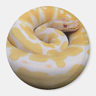 Albino Ball Python Magnet Magneet