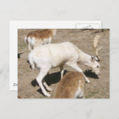 Albino Buck Briefkaart (Voorkant / Achterkant)