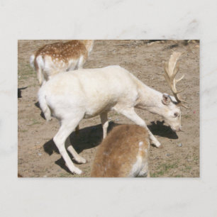 Albino Buck Briefkaart