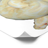 Albino Bumble Bee Poster (Hoek)