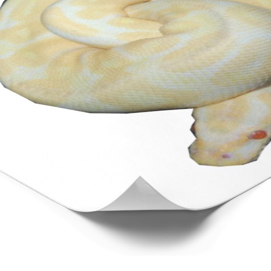 Albino Bumble Bee Poster (Hoek)