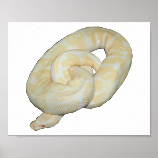 Albino Bumble Bee Poster (Voorkant)