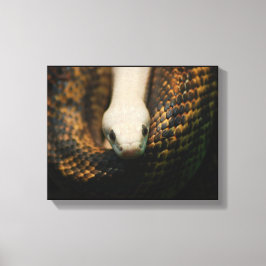 Albino Cornsnake op Canvas Afdruk