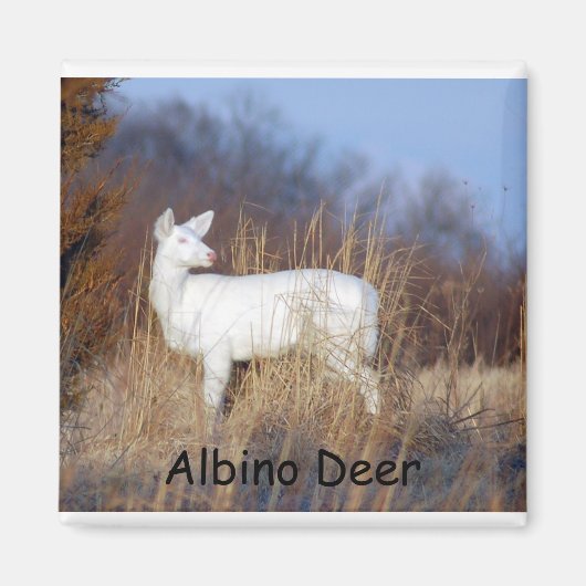 Albino Deer Magnet (Devant)