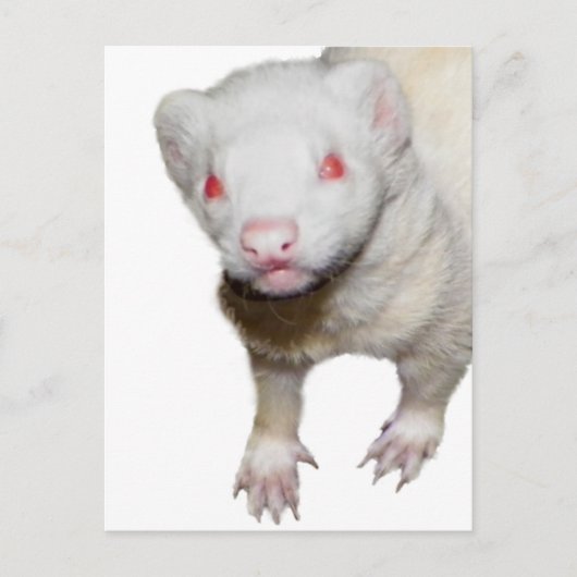 Albino Ferret Afbeelding Briefkaart (Voorkant)