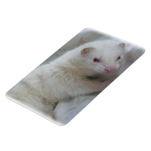 Albino Ferret Afbeelding Magneet (Linkerzijde)