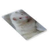 Albino Ferret Afbeelding Magneet (Rechterzijde)