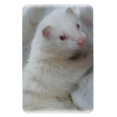 Albino Ferret Afbeelding Magneet (Verticaal)
