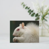 Albino Gray Squirrel Briefkaart (Staand voorkant)