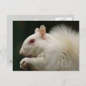 Albino Gray Squirrel Briefkaart (Voorkant / Achterkant)