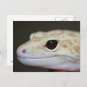 Albino Leopard Gecko Briefkaart (Voorkant / Achterkant)
