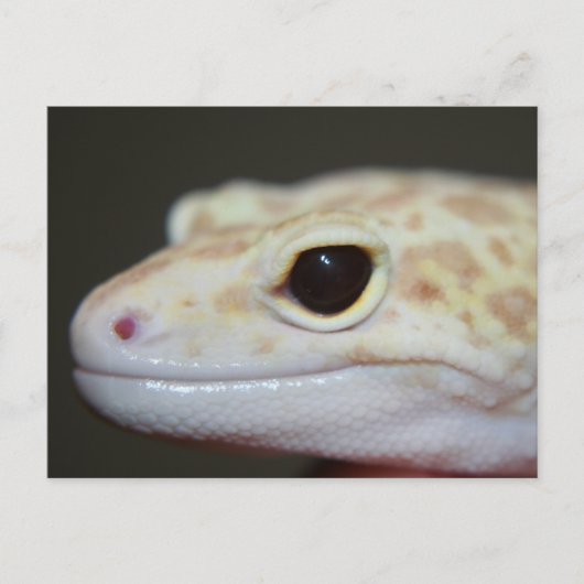Albino Leopard Gecko Briefkaart (Voorkant)