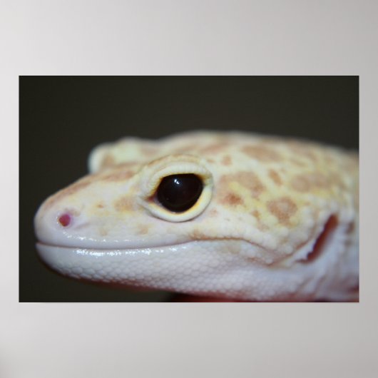 Albino Leopard Gecko sluit Poster af (Voorkant)