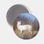 albino magneet (Voorkant / Achterkant)