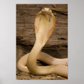 Albino Monacled Cobra, Naja kaouthia, gekookt Poster (Voorkant)