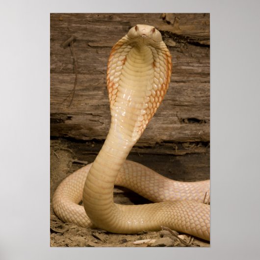 Albino Monacled Cobra, Naja kaouthia, gekookt Poster (Voorkant)