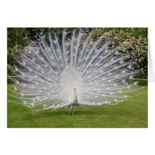 Albino Peacock Affiche les plumes (Devant horizontal)