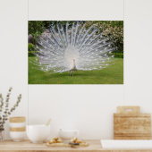 Albino Peacock Affiche les plumes (Cuisine)