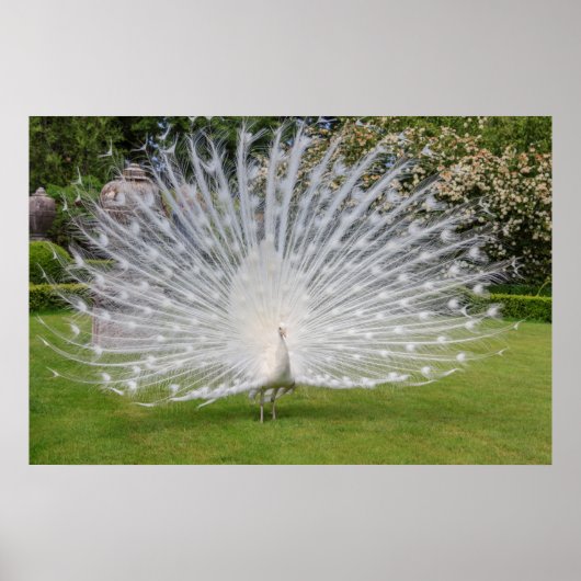 Albino Peacock Affiche les plumes (Devant)