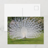 Albino Peacock-beeldschermen Veer Briefkaart (Voorkant / Achterkant)