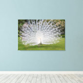 Albino Peacock-beeldschermen Veer Canvas Afdruk (Insitu (Houten vloer))