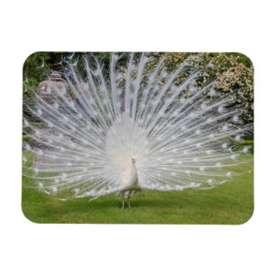 Albino Peacock-beeldschermen Veer Magneet