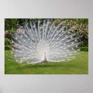 Albino Peacock-beeldschermen Veer Poster
