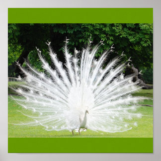 Albino-Peacock Poster