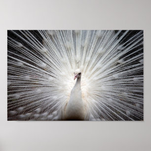 Albino Peacock Poster