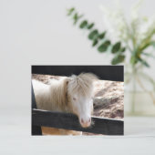 Albino pony briefkaart (Staand voorkant)