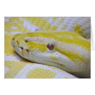 Albino python