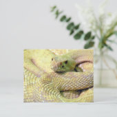 Albino Rattlesnake Post Kaart (Staand voorkant)