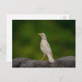 Albino Robin in Crown Point Briefkaart (Voorkant / Achterkant)