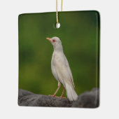 Albino Robin in Crown Point Keramisch Ornament (Links)