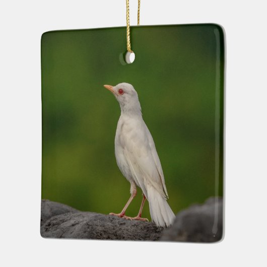 Albino Robin in Crown Point Keramisch Ornament (Links)