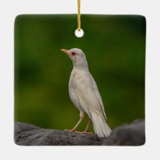 Albino Robin in Crown Point Keramisch Ornament (Achterkant)