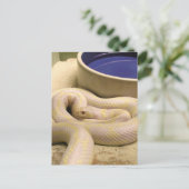 Albino Snake Briefkaart! Briefkaart (Staand voorkant)