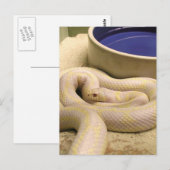 Albino Snake Briefkaart! Briefkaart (Voorkant / Achterkant)