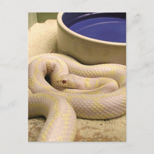 Albino Snake Briefkaart! Briefkaart (Voorkant)