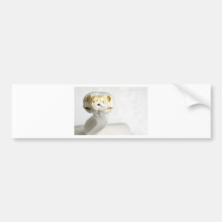 ALBINO SNAKE BUMPERSTICKER