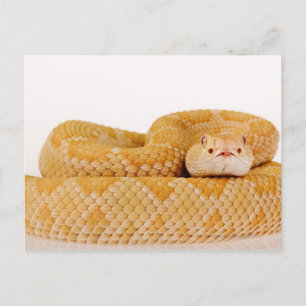 Albino Westerne diamondback ratelslang (Crotalus A Briefkaart