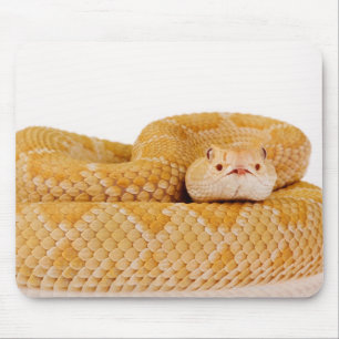 Albino Westerne diamondback ratelslang (Crotalus A Muismat