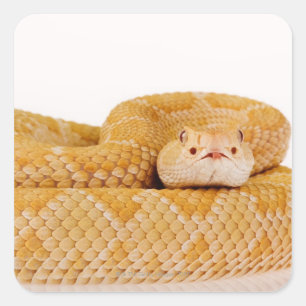 Albino Westerne diamondback ratelslang (Crotalus A Vierkante Sticker