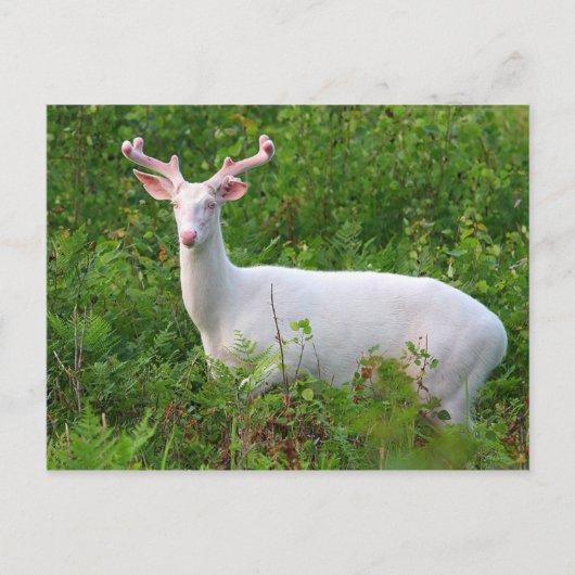 Albino Whitetail Deer Briefkaart (Voorkant)