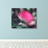 Albizia julibrissin (Perzische zijdeboom) Canvas Afdruk (Insitu (Houten vloer))